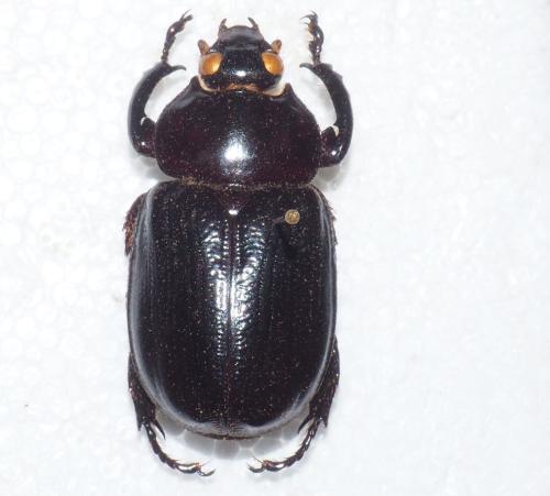 Réf. 352 667 : Harposceles paradoxus